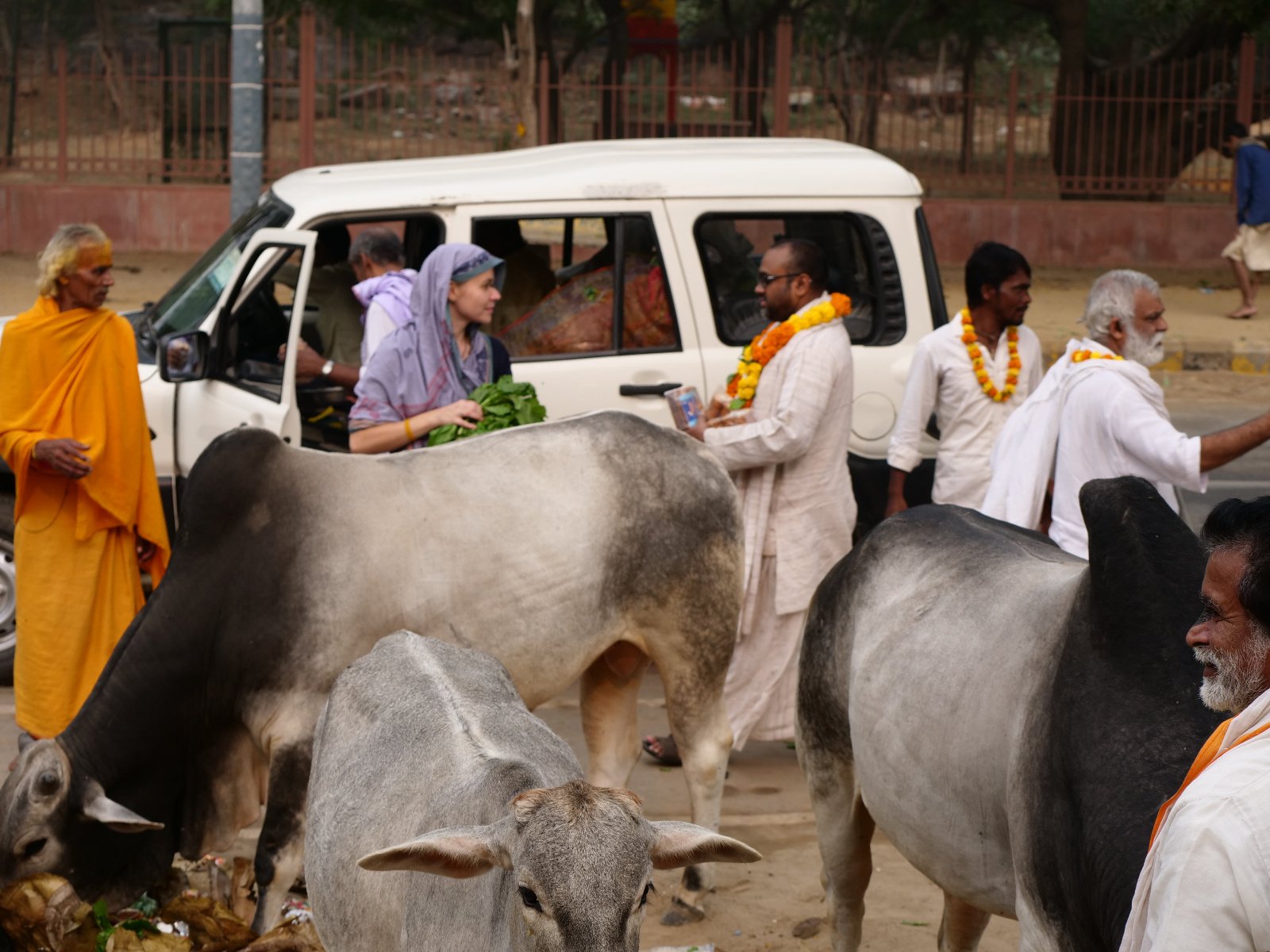  41 Gopashtami Radha kunda Govardhan 19.11.04